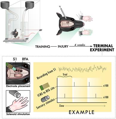 Post-ischemic reorganization of sensory responses in cerebral cortex